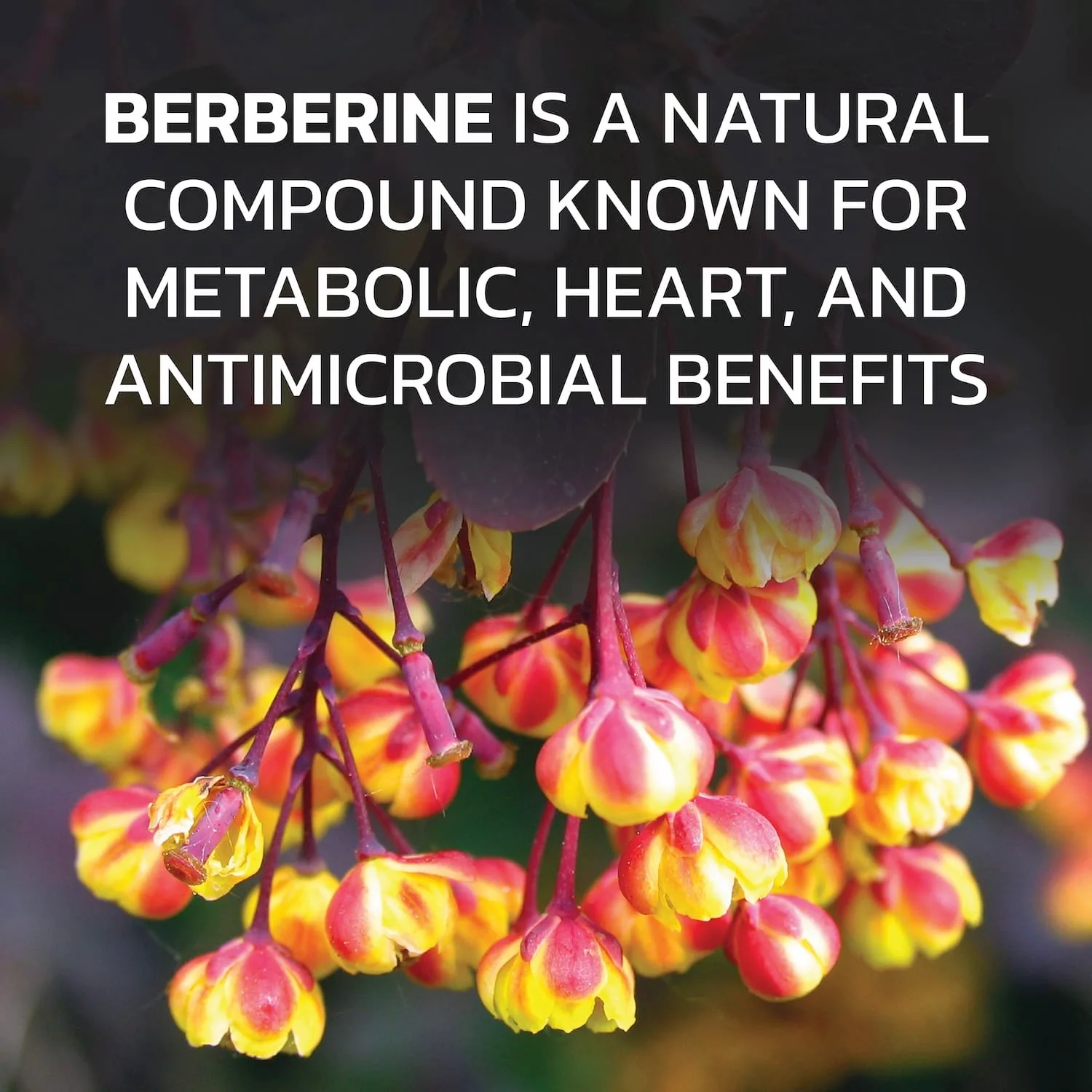 Berberine - Image 6